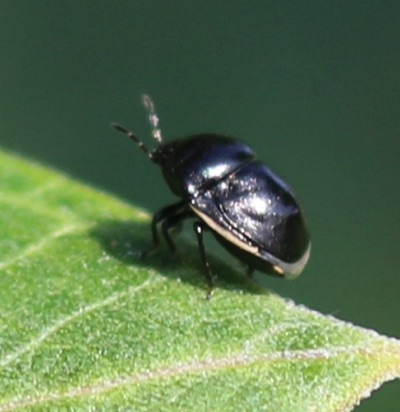 Ebony Bug
Corymelaenidae Genus Ebony Bug
Corymelaenidae Genus
